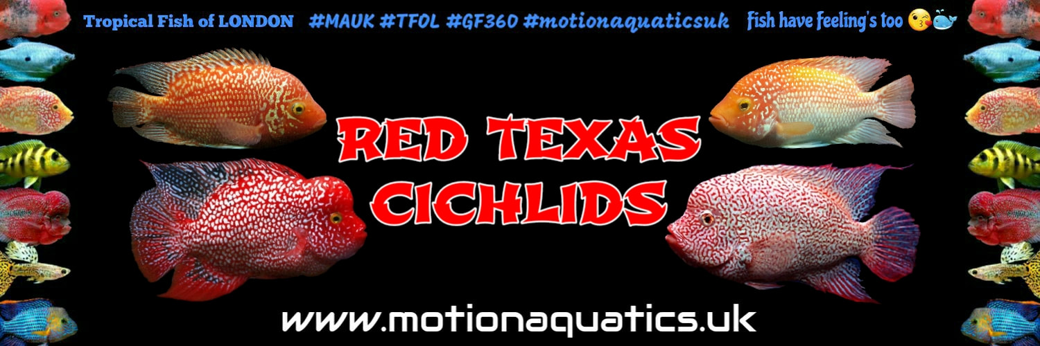 texas cichlids breeding